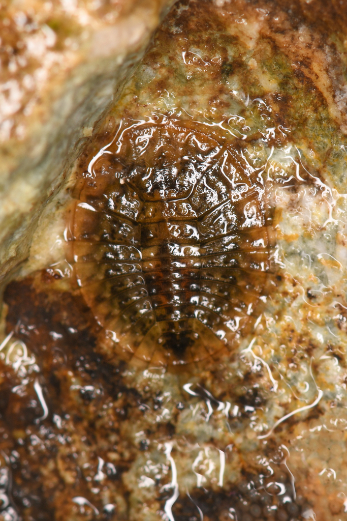 Eubrianax edwardsii