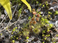 Drosera glanduligera