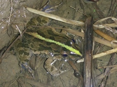 Fejervarya cancrivora