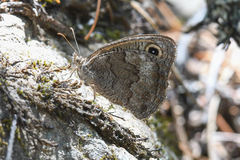 Cercyonis sthenele