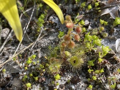 Drosera glanduligera