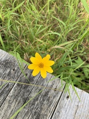 Bidens trichosperma