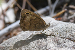 Cercyonis sthenele