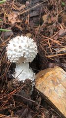 Amanita magniverrucata