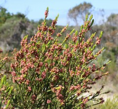 Passerina corymbosa