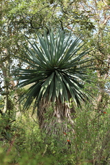 Furcraea parmentieri