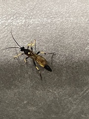 Ichneumonidae