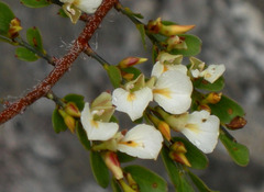 Callisthene microphylla