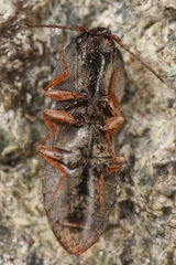 Hypnoidus squalidus