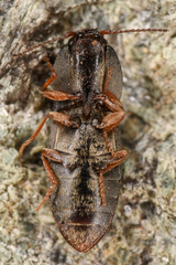 Hypnoidus squalidus