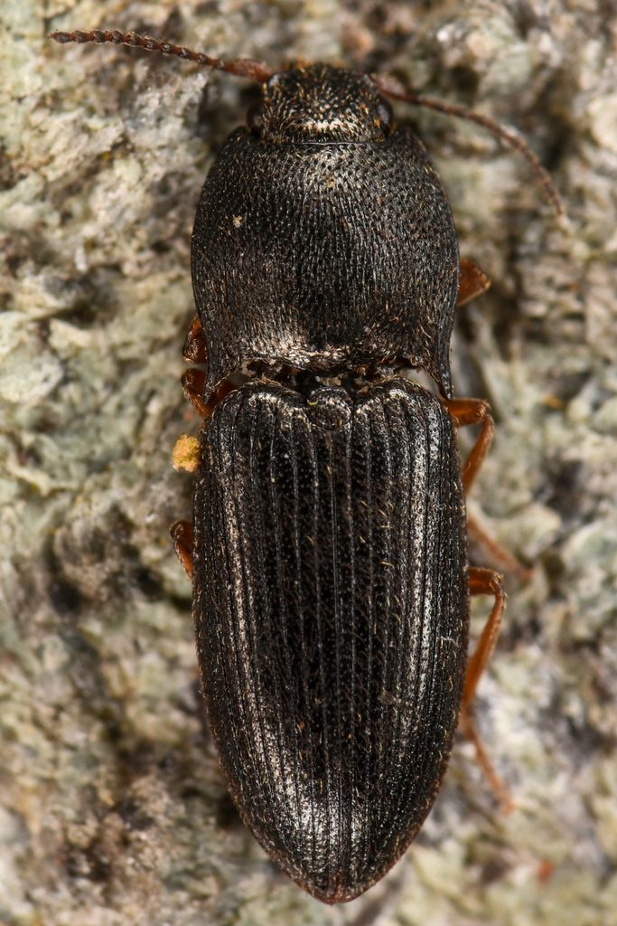 Rough Click Beetle