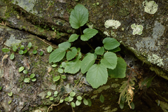Silver Squill (Yinshania)