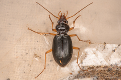 Nebria eschscholtzii