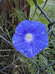Ipomoea hederacea