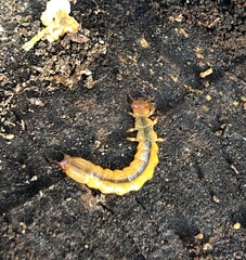 Dendroides canadensis