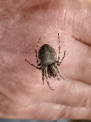 Eustala anastera