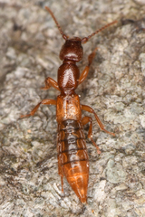 Paederinae