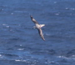 Pterodroma lessonii