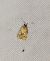 Sparganothis sulfureana