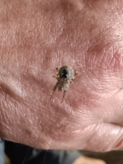 Araneus pegnia