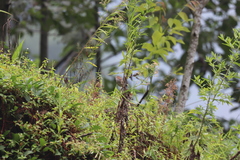 Sinosuthora alphonsiana