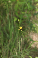 Echeandia flavescens