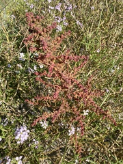 Suaeda maritima