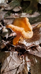 Craterellus ignicolor