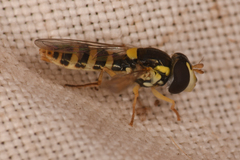 Sphaerophoria sulphuripes