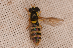 Sphaerophoria sulphuripes