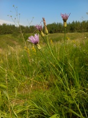 Scorzonera purpurea