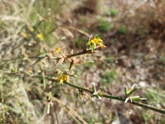 Chondrilla juncea