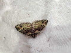 Catarhoe basochesiata