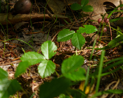 Rubus hispidus