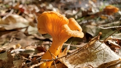 Craterellus ignicolor