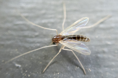 Chironomidae