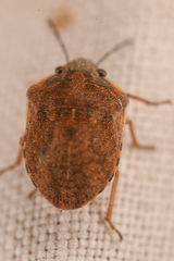Homaemus
