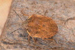 Homaemus