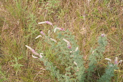 Dalea villosa