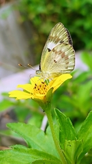 Colotis amata