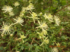 Clematis drummondii