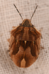 Homaemus