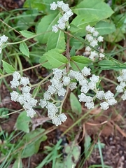 Parthenium integrifolium