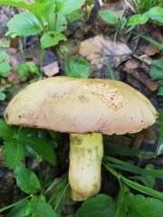 Butyriboletus pseudoregius