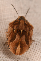 Homaemus