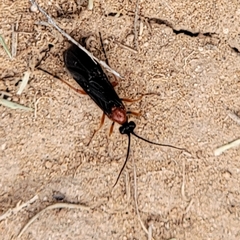 Braconidae