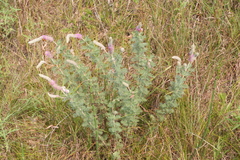 Dalea villosa