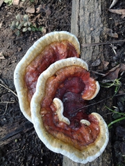 Ganoderma applanatum