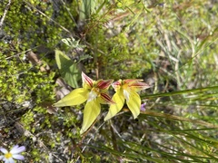 Caladenia flava