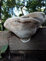 Ganoderma applanatum